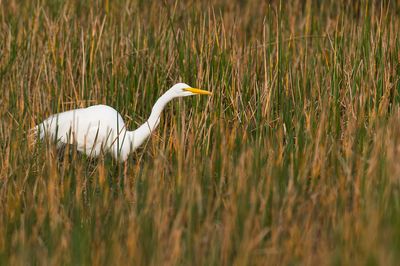 Grande aigrette -- Great Egret