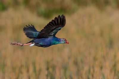 Talve  tte grise -- Grey-headed Swamphen