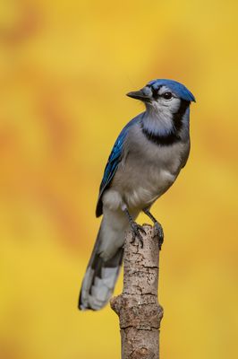 Geai bleu -- Blue Jay