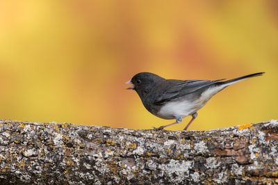 Junco ardoisé -- Dark-eyed Junco