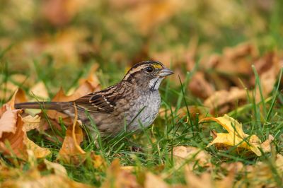 Bruant à gorge blanche -- White-Throated Sparrow