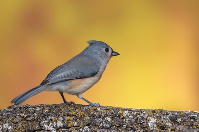 Mésange Bicolore -- Tufted Titmouse