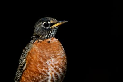 Merle d'Amérique -- American Robin