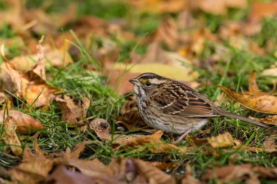 Bruant à gorge blanche -- White-Throated Sparrow
