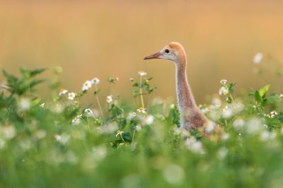 Grue du Canada -- Sandhill Crane