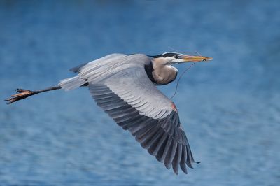 Grand héron -- Great Blue Heron