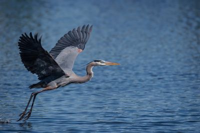 Grand héron -- Great Blue Heron