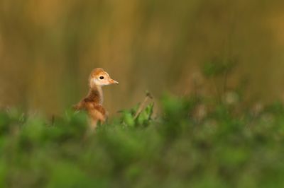 Grue du Canada -- Sandhill Crane