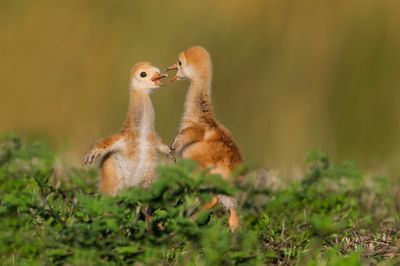 Grue du Canada -- Sandhill Crane