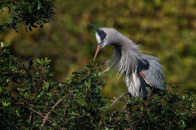 Grand héron -- Great Blue Heron