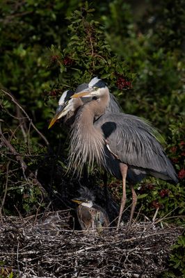 Grand héron -- Great Blue Heron