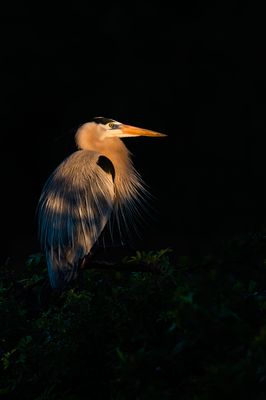 Grand héron -- Great Blue Heron