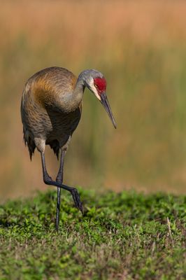 Grue du Canada -- Sandhill Crane