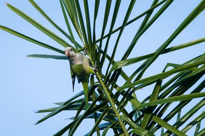 Conure veuve (Floride) -- Monk parakeet (Florida)