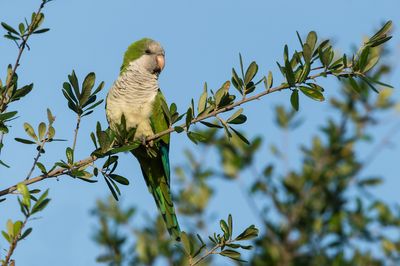 Conure veuve (Floride) -- Monk parakeet (Florida)