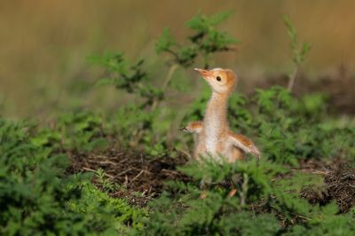 Grue du Canada -- Sandhill Crane