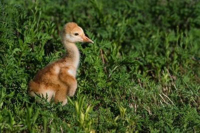 Grue du Canada -- Sandhill Crane