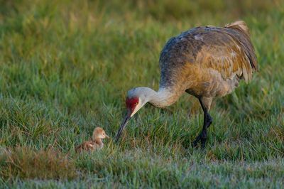 Grue du Canada -- Sandhill Crane