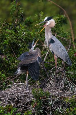 Grand héron -- Great Blue Heron