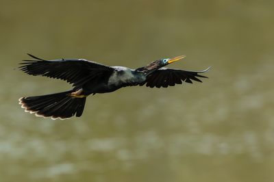 Anhinga d'Amérique -- Anhinga