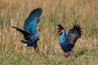 Talve  tte grise -- Grey-headed Swamphen