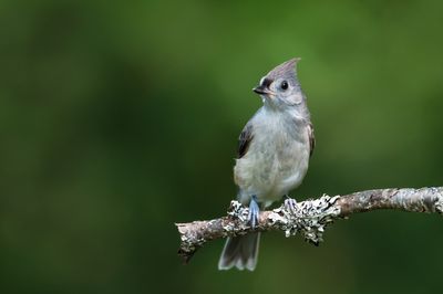 Mésange Bicolore -- Tufted Titmouse