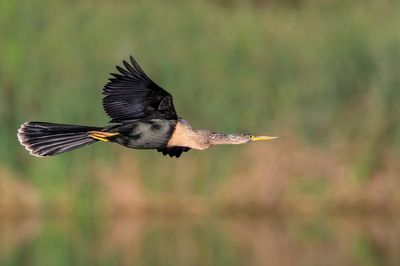 Anhinga d'Amérique -- Anhinga