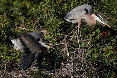 Grand héron -- Great Blue Heron