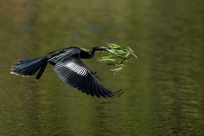 Anhinga d'Amérique -- Anhinga