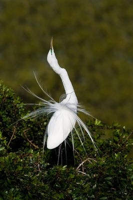 Grande aigrette -- Great Egret