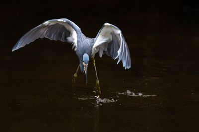 Aigrette tricolore -- Tricolored Heron