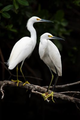 Aigrette neigeuse -- Snowy Egret