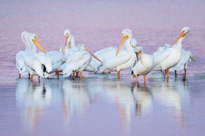 Pélican blanc -- Great white pelican