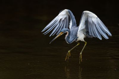 Aigrette tricolore -- Tricolored Heron