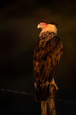 Caracara du Nord -- Crested Caracara