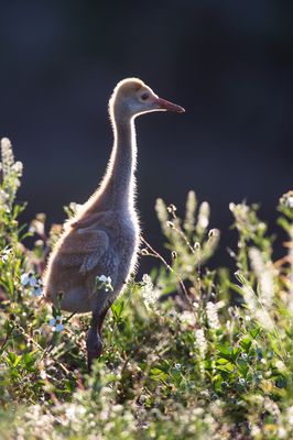 Grue du Canada -- Sandhill Crane