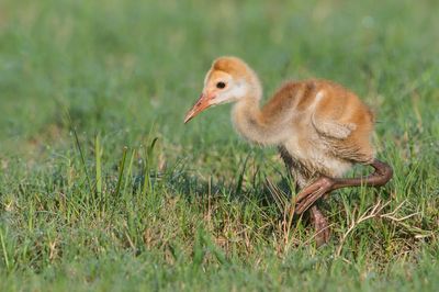 Grue du Canada -- Sandhill Crane