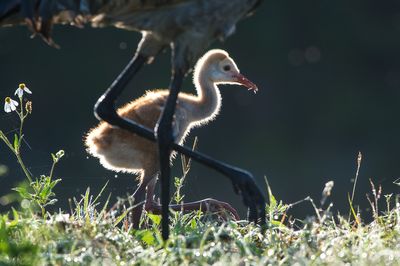 Grue du Canada -- Sandhill Crane
