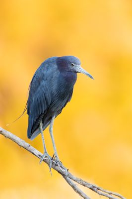 Aigrette bleue -- Little Blue Heron