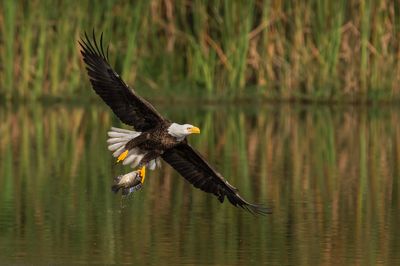 Pygargue à tête blanche --Bald Eagle