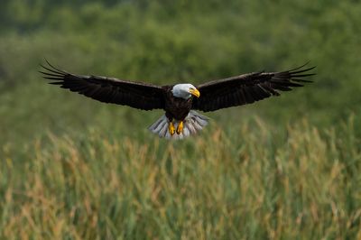 Pygargue à tête blanche --Bald Eagle