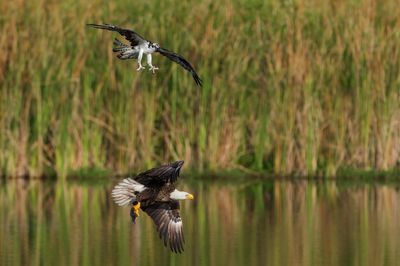 Aigles