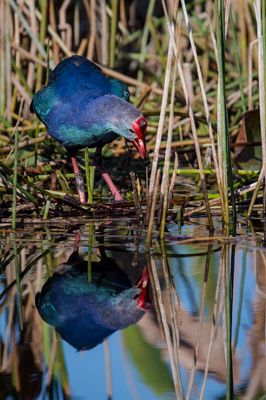 Talve  tte grise -- Grey-headed Swamphen