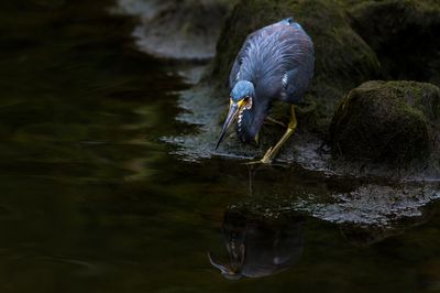 Aigrette tricolore -- Tricolored Heron