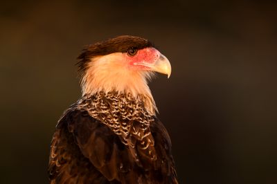 Caracara du Nord -- Crested Caracara