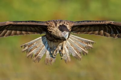 Caracara du Nord -- Crested Caracara