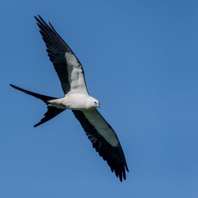 Milan à queue fourchue -- Swallow-tailed Kite