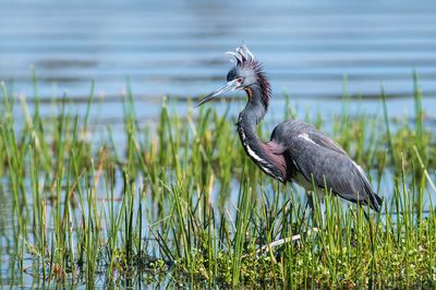 Aigrette tricolore -- Tricolored Heron