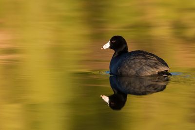 Foulque d'Amrique -- American Coot