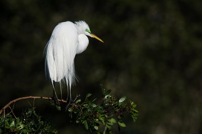 Grande aigrette -- Great Egret
